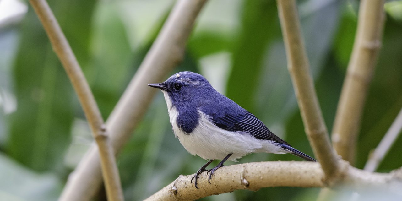 ವೆಂಕಟೇಶ್ ಪ್ರಸಾದ್ ತೆಗೆದ ಈ ದಿನದ ಚಿತ್ರ