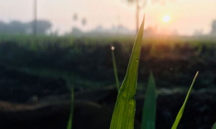 ರವಿಶಂಕರ ಪಾಟೀಲ ತೆಗೆದ ಈ ದಿನದ ಚಿತ್ರ