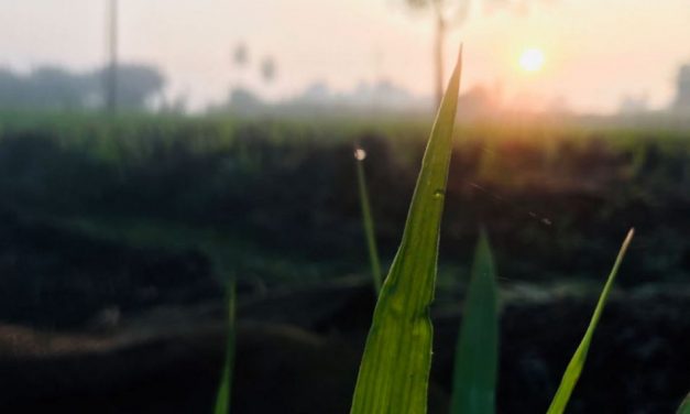 ರವಿಶಂಕರ ಪಾಟೀಲ ತೆಗೆದ ಈ ದಿನದ ಚಿತ್ರ