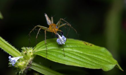 ವಿಪಿನ್‌ ಬಾಳಿಗಾ ತೆಗೆದ ಈ ದಿನದ ಚಿತ್ರ