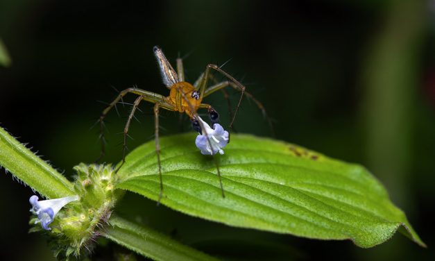 ವಿಪಿನ್‌ ಬಾಳಿಗಾ ತೆಗೆದ ಈ ದಿನದ ಚಿತ್ರ