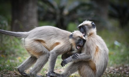 ಕೃಷ್ಣ ದೇವಾಂಗಮಠ ತೆಗೆದ ಈ ದಿನದ ಚಿತ್ರ