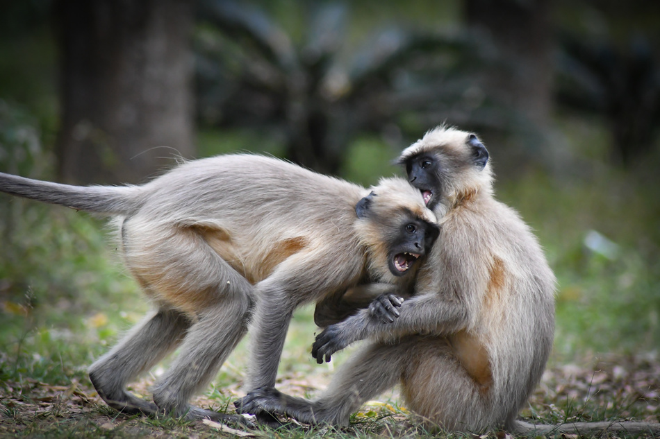 ಕೃಷ್ಣ ದೇವಾಂಗಮಠ ತೆಗೆದ ಈ ದಿನದ ಚಿತ್ರ