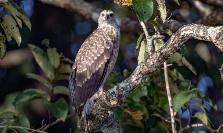 ಮಂಜುಳಾ ದೇಸಾಯಿ ತೆಗೆದ ಈ ದಿನದ ಚಿತ್ರ