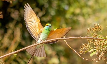 ಸುನಿಲ್ ಕುಮಾರ್ ಎಸ್. ತೆಗೆದ ಈ ದಿನದ ಚಿತ್ರ