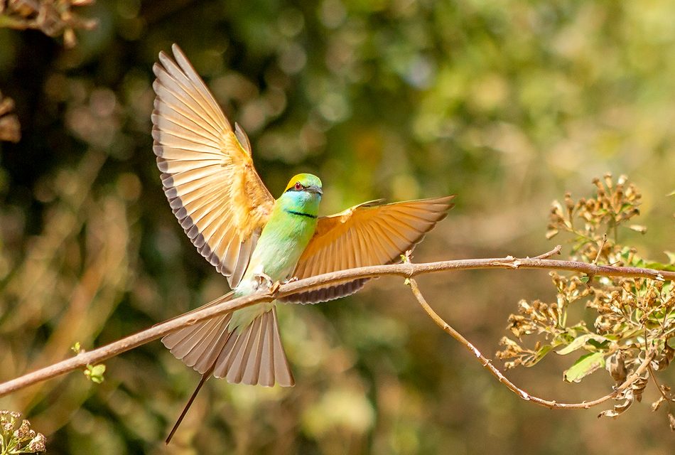 ಸುನಿಲ್ ಕುಮಾರ್ ಎಸ್. ತೆಗೆದ ಈ ದಿನದ ಚಿತ್ರ