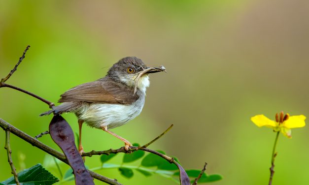 ಸುನಿಲ್ ಕುಮಾರ್ ಎಸ್. ತೆಗೆದ ಈ ದಿನದ ಚಿತ್ರ