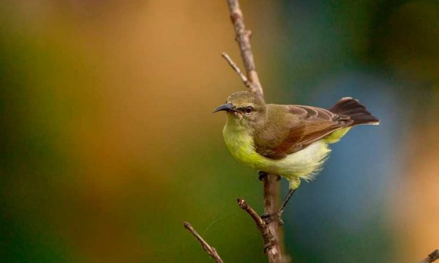 ತುಷಾರ್‌ ರಾಜೇಶ್‌ ತೆಗೆದ ಹೆಣ್ಣು ಖಗರತ್ನ ಹಕ್ಕಿಯ ಚಿತ್ರ