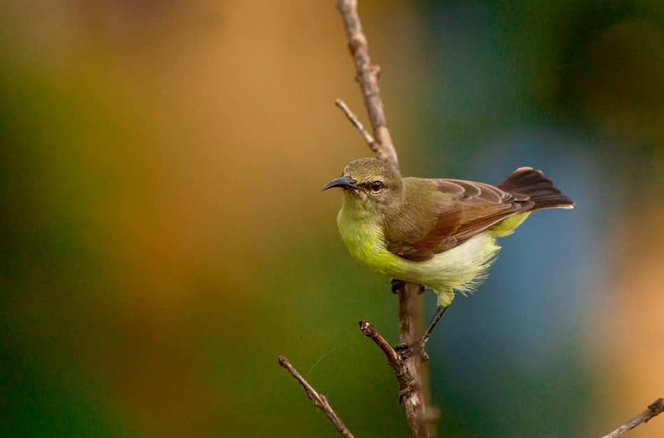 ತುಷಾರ್‌ ರಾಜೇಶ್‌ ತೆಗೆದ ಹೆಣ್ಣು ಖಗರತ್ನ ಹಕ್ಕಿಯ ಚಿತ್ರ