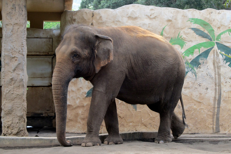 ಆನೆ ಬಂತೊಂದಾನೆ… ಅಲ್ಲ.. ಮೂರಾನೆ!
