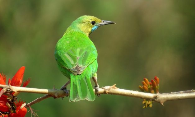 ಸಿ ರಘು ಕುಮಾರ್ ತೆಗೆದ ಈ ದಿನದ ಚಿತ್ರ