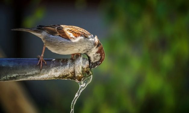 ಇಲ್ಲೇ ಆಡಿಕೊಂಡಿದ್ದ ಗುಬ್ಬಚ್ಚಿ ಎಲ್ಲಿಗೆ ಹೋಯಿತು?