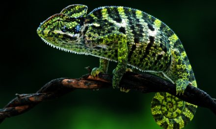 ಅರುಣ್‌ ಗೋಕರೆ ತೆಗೆದ ಈ ದಿನದ ಚಿತ್ರ