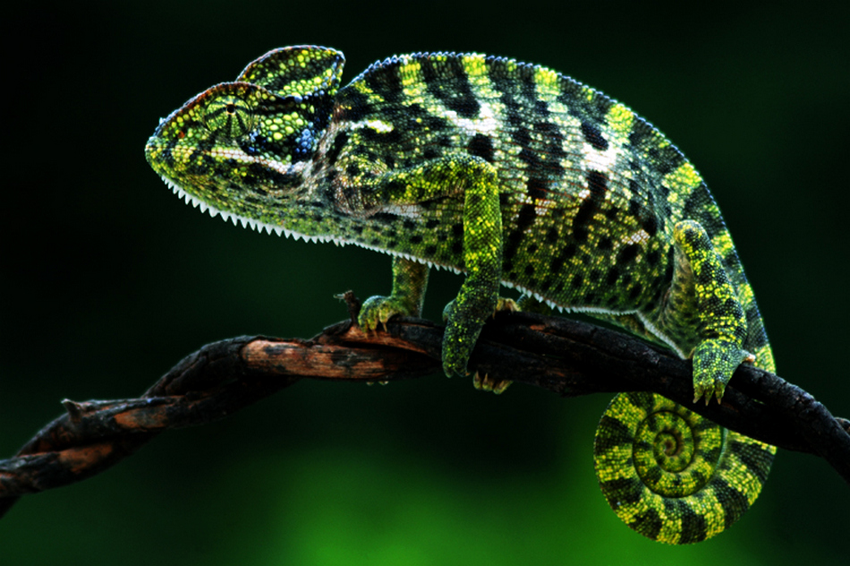 ಅರುಣ್‌ ಗೋಕರೆ ತೆಗೆದ ಈ ದಿನದ ಚಿತ್ರ