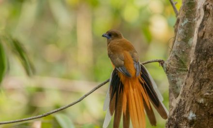 ಅರವಿಂದ್‌ ಹೆಚ್. ಆರ್. ತೆಗೆದ ಈ ದಿನದ ಚಿತ್ರ