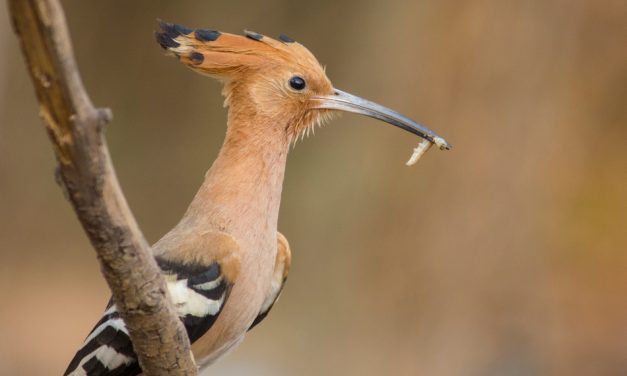 ವಿಶ್ವನಾಥ್ ಬಿ ಮಣ್ಣೆ ತೆಗೆದ ಈ ದಿನದ ಚಿತ್ರ