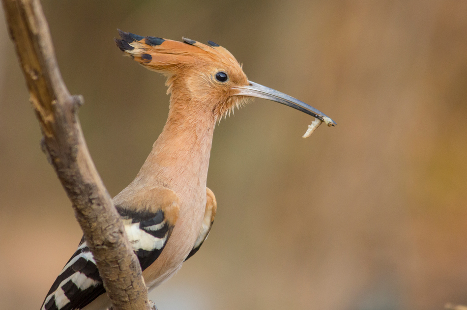 ವಿಶ್ವನಾಥ್ ಬಿ ಮಣ್ಣೆ ತೆಗೆದ ಈ ದಿನದ ಚಿತ್ರ