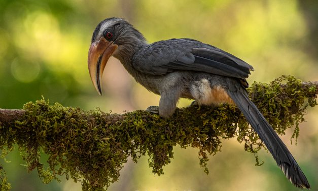 ವಿ.ಕೆ. ವಿನೋದ್‌ ಕುಮಾರ್  ತೆಗೆದ ಈ ದಿನದ ಚಿತ್ರ