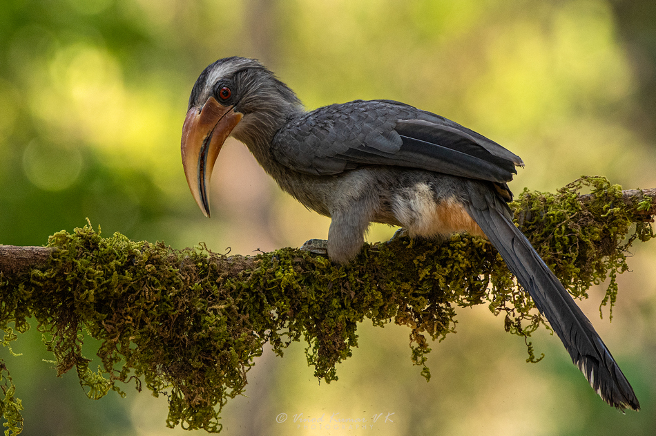 ವಿ.ಕೆ. ವಿನೋದ್‌ ಕುಮಾರ್  ತೆಗೆದ ಈ ದಿನದ ಚಿತ್ರ