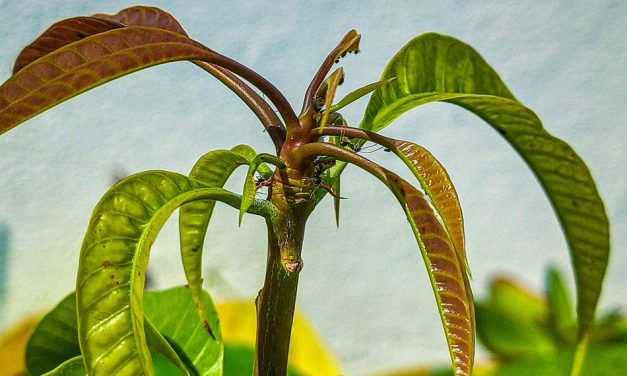 ಹಸಿರಿನ ಮಡಿಲಲ್ಲಿ ಕುಣಬಿಯವರ ಹಾಡುಹಬ್ಬ