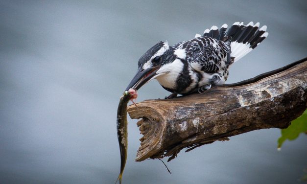 ಮನೋಜ್ ಬೂಕನಕೆರೆ ತೆಗೆದ ಈ ದಿನದ ಚಿತ್ರ