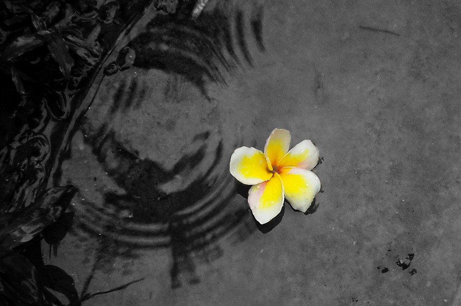 ಹೂವು ಮತ್ತು ಸೂರ್ಯ: ಸುಮಿತ್‌ ಮೇತ್ರಿ ಬರೆದ ಈ ದಿನದ ಕವಿತೆ