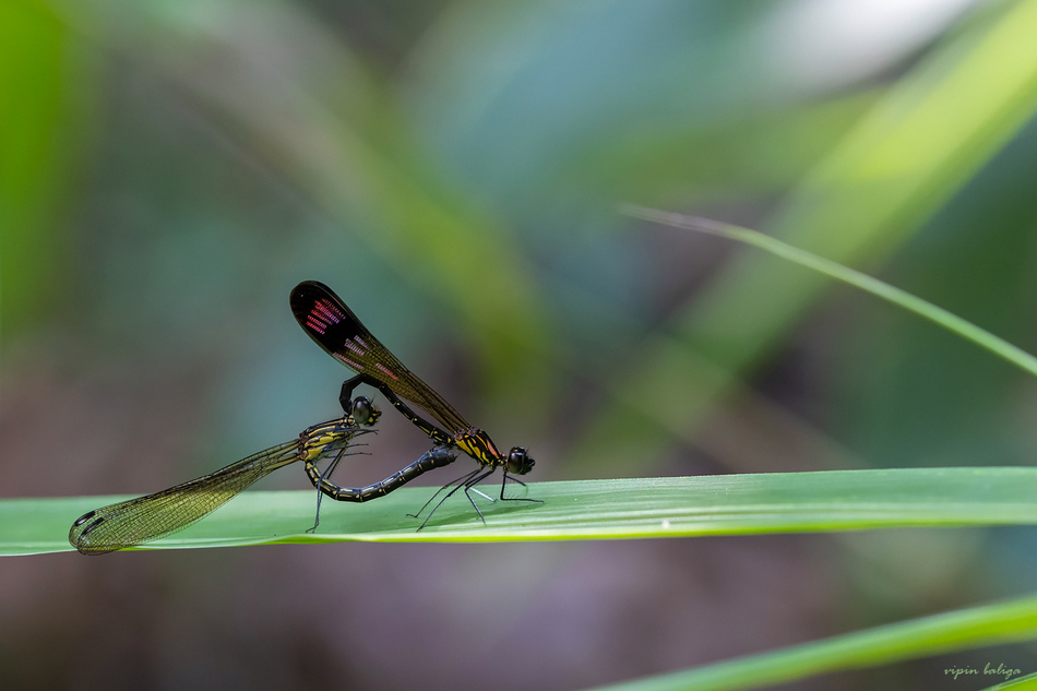 ವಿಪಿನ್‌ ಬಾಳಿಗಾ ತೆಗೆದ ಈ ದಿನದ ಚಿತ್ರ