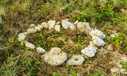 ಹಸಿರು ಕಡಲ ಹೆಣ್ಣಾಮೆಯ ಪ್ರಸವ ಪ್ರಸಂಗ
