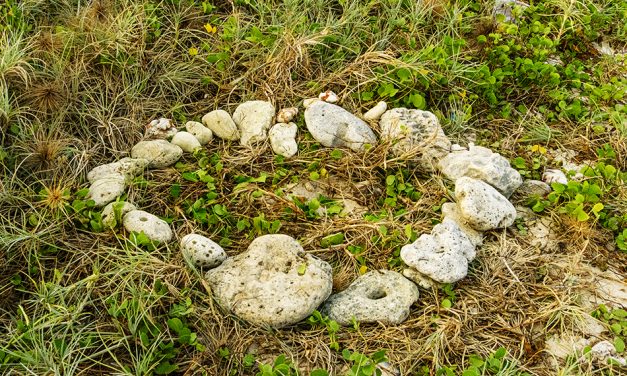ಹಸಿರು ಕಡಲ ಹೆಣ್ಣಾಮೆಯ ಪ್ರಸವ ಪ್ರಸಂಗ