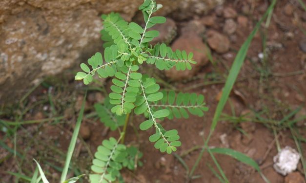 ಒಂದು ನೆಲನೆಲ್ಲಿಯ ಕತೆ