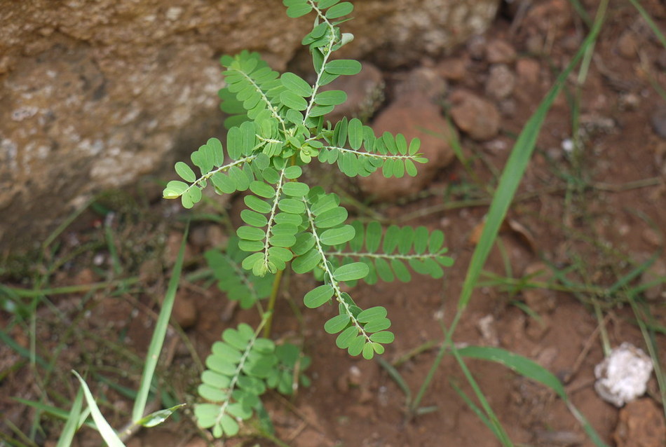 ಒಂದು ನೆಲನೆಲ್ಲಿಯ ಕತೆ