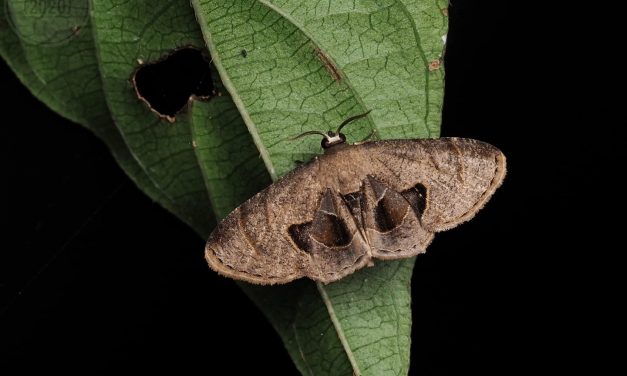 ಡಾ. ಅಭಿಜಿತ್‌ ಎಪಿಸಿ ತೆಗೆದ ಈ ದಿನದ ಚಿತ್ರ