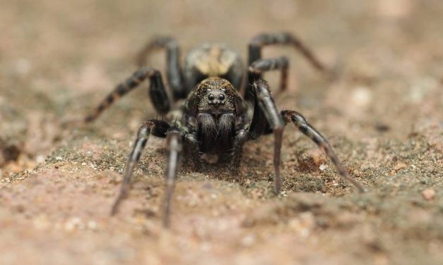 ಡಾ. ಅಭಿಜಿತ್‌ ಎಪಿಸಿ ತೆಗೆದ ಈ ದಿನದ ಚಿತ್ರ