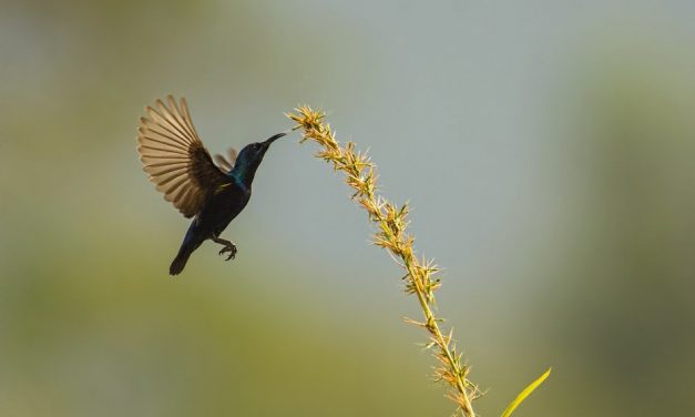 ಹರೀಶ್ ಗೌಡ ತೆಗೆದ ಈ ದಿನದ ಚಿತ್ರ