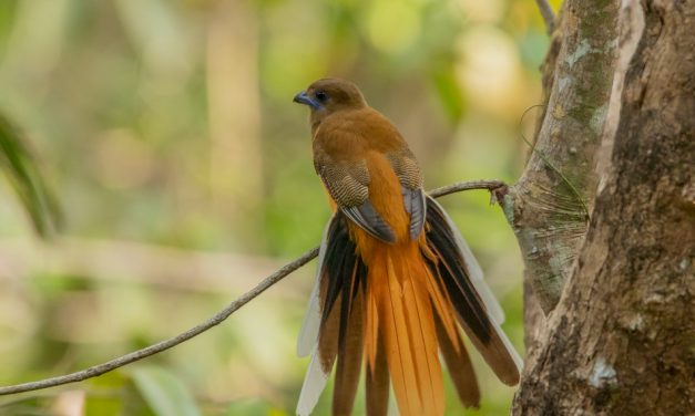ಅರವಿಂದ್‌ ಹೆಚ್. ಆರ್. ತೆಗೆದ ಈ ದಿನದ ಚಿತ್ರ