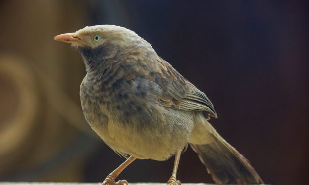 ವಿಶ್ವನಾಥ್ ಬಿ ಮಣ್ಣೆ ತೆಗೆದ ಈ ದಿನದ ಚಿತ್ರ