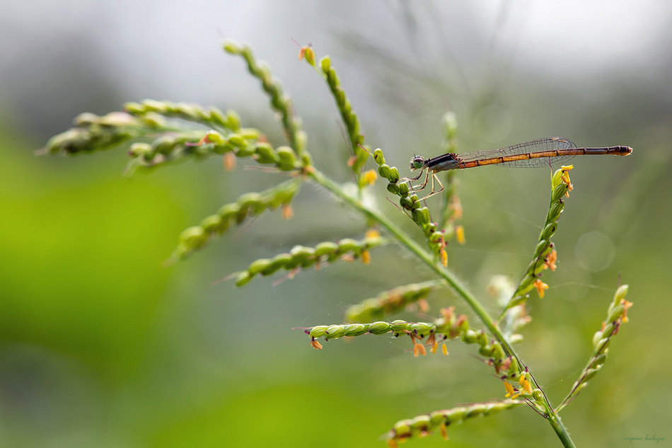 ವಿಪಿನ್‌ ಬಾಳಿಗಾ ತೆದೆಗ ಈ ದಿನದ ಚಿತ್ರ