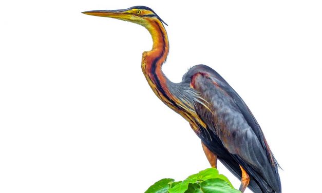 ಸುನಿಲ್ ಕುಮಾರ್ ಎಸ್. ತೆಗೆದ ಈ ದಿನದ ಚಿತ್ರ