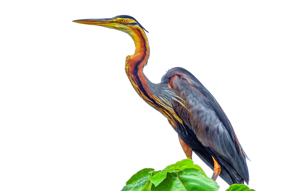 ಸುನಿಲ್ ಕುಮಾರ್ ಎಸ್. ತೆಗೆದ ಈ ದಿನದ ಚಿತ್ರ