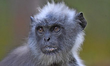 ಕೃಷ್ಣ ದೇವಾಂಗಮಠ ತೆಗೆದ ಈ ದಿನದ ಚಿತ್ರ