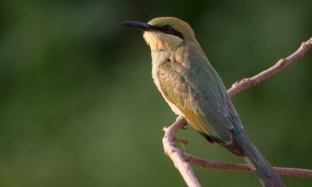 ವಿಶ್ವನಾಥ್ ಬಿ ಮಣ್ಣೆ ತೆಗೆದ ಈ ದಿನದ ಚಿತ್ರ