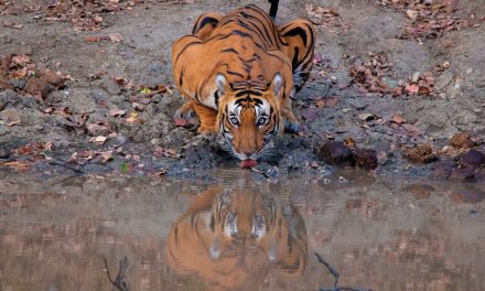 ಕಾರ್ತಿಕ್ ಭಟ್ ತೆಗೆದ ದಿನದ ಚಿತ್ರ
