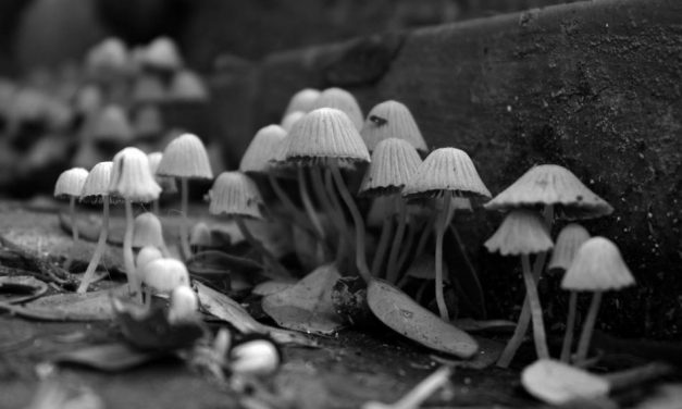 ಅಣಬೆ ಬೆಳೆಗೆ ಕೈ ಹಾಕಿದ ನಮ್ಮೂರ ಹುಡುಗರ ಕಥೆ