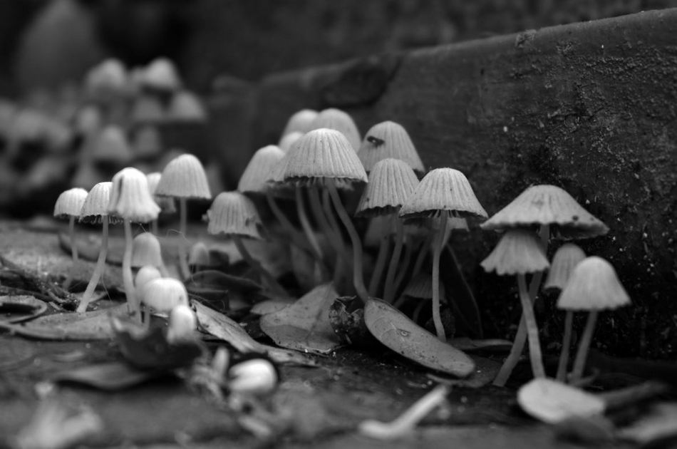 ಅಣಬೆ ಬೆಳೆಗೆ ಕೈ ಹಾಕಿದ ನಮ್ಮೂರ ಹುಡುಗರ ಕಥೆ