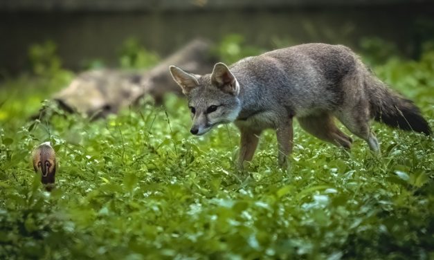 ಮಂಜುನಾಥ್‌ ಓಲೆಕಾರ್‌ ತೆಗೆದ ಈ ದಿನದ ಫೋಟೋ