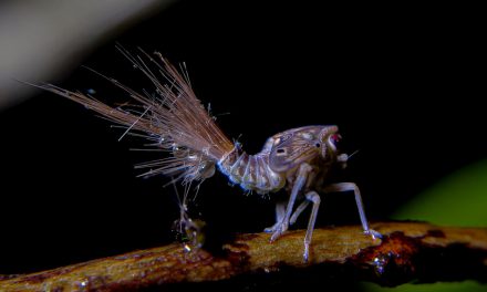 ಕಿರಣ್‌ ಕುಮಾರ್‌ ತೆಗೆದ ಈ ದಿನದ ಫೋಟೋ