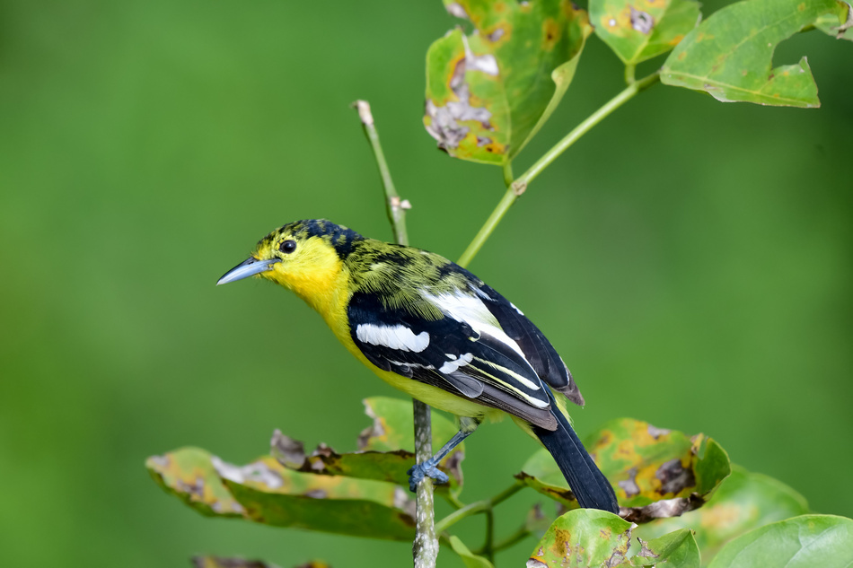 ಕೃಷ್ಣ ದೇವಾಂಗಮಠ ತೆಗೆದ ಈ ದಿನದ ಫೋಟೋ