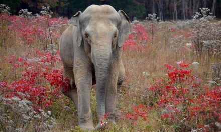 ಸ್ನೇಹದ ದೋಣಿಯಲಿ ಆನೆಗಳ ನೆನಪಿನ ಪಯಣ
