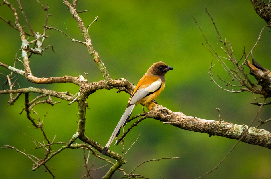 ರಮೇಶ್‌ ಟಿ.ಆರ್. ತೆಗೆದ ಈ ದಿನದ ಫೋಟೋ