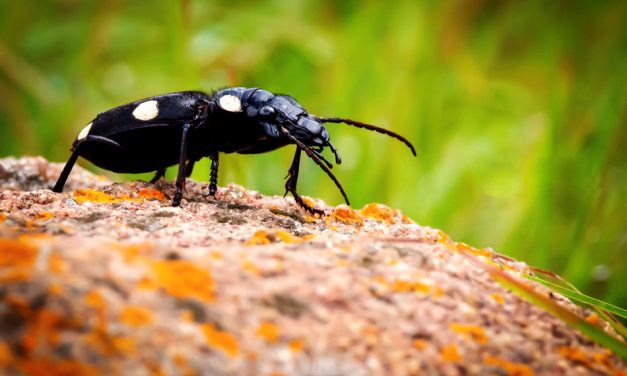 ರಮೇಶ್‌ ಟಿ.ಆರ್. ತೆಗೆದ ಈ ದಿನದ ಫೋಟೋ